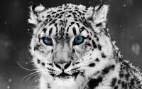 25 Amazing Animals HD Wallpapers Set 34
