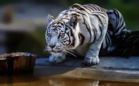 30 Beautiful Animal of the World HD Wallpapers SET 19