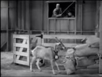 THE MANY LOVES OF DOBIE GILLIS -- The Old Goat ( First Season ) MP4