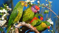 25 Beautiful Birds HD Wallpapers Set 11