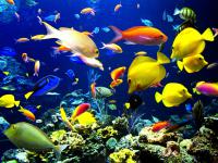 25 Deep Blue Sea Animals Wallpapers Set 20