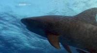 BBC Natural World Collection 3 2005 Shark Coast PDTV Xvid MVGroup avi[eztv]