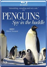 Penguins.Spy.in.the.Huddle..Remux.HDCLUB