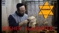 KOSHER SLAUGHTER