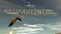 PBS NOVA Worlds Fastest Animal 1080p HDTV x264 AAC