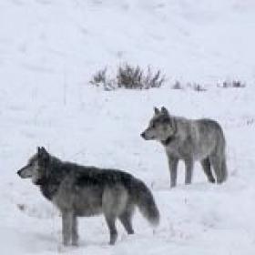Yellowstone Wolf Dynasty S01E01 720p HDTV x264-CBFM[TGx]