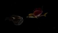 Kaluoka hina The Enchanted Reef 2004 1080p BluRay H264 AAC-RARBG