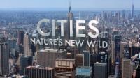 BBC Cities Natures New Wild 3of3 Outcasts 1080p HDTV x264 AAC