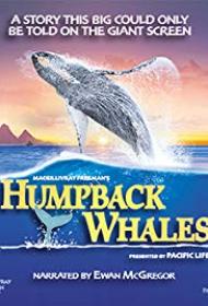 IMAX Humpback Whales 2015 2160p UHD HDR BluRay (x265 10bit DD 5.1)