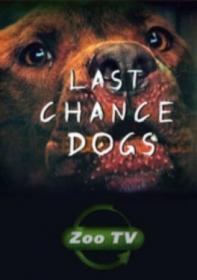 Last Chance Dogs от HitWay