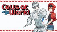 Hataraku Saibou [1080p]