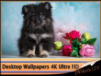 Desktop Wallpapers (4K) Ultra HD. Part (137)
