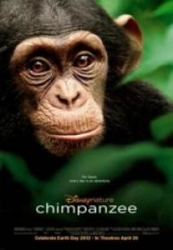 Chimpances [BRrip][Español Latino][2012]