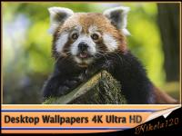 Desktop Wallpapers (4K) Ultra HD. Part (118)