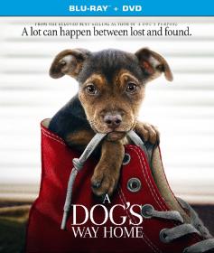 A Dog's Way Home (2019)[720p - BDRip - Original Auds [Tamil + Telugu + Hindi + Eng] - AC3 5.1]