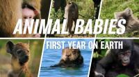 BBC Animal Babies First Year on Earth 1of3 1080p HDTV x265 AAC