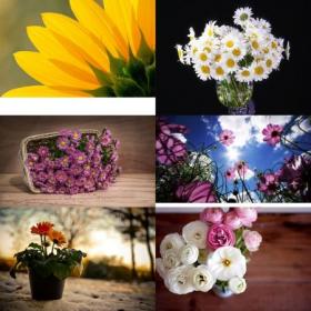 DesignOptimal - Beautiful Flowers Wallpapers Pack (129)