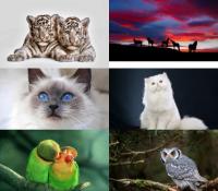 DesignOptimal - Beautiful And Amazing Animals And Birds Wallpapers Set (46)