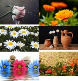 DesignOptimal - Beautiful Flowers Wallpapers Pack (130)