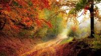 Beautiful And Amazing Autumn Wallpapers Pack-4