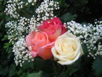 Calendar_roses