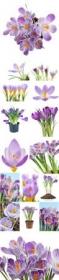 Beautiful crocuses stock photo