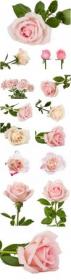 Beautiful pink roses stock photo