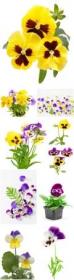 Beautiful pansies stock photo