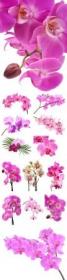 Beautiful orchids stock photo