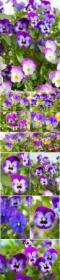 Beautiful pansy summer flowers stock photo