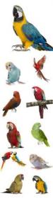 Parrots beautiful stock photo