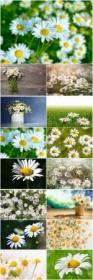 White daisies beautiful stock photo