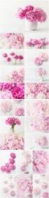 Beautiful peonies beautiful stock photo