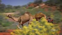 Worlds Greatest Animal Encounters S01E06 Extreme Animals 720p HDTV x264-CBFM[eztv]