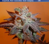 420 Gallery - Next Generation Seed Company - 5 vids