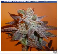 420 Gallery - Next Generation Seed Company - 5 vids