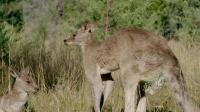 Secret Life of the Kangaroo S01E03 A Bucks Life 720p WEB h264-CAFFEiNE[eztv]