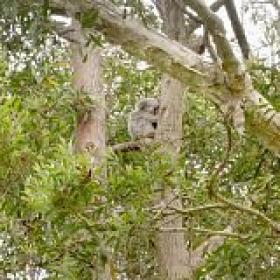 Secret Life of the Koala S01E02 Koala Country WEB h264-CAFFEiNE[TGx]