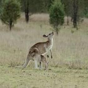 Secret Life of the Kangaroo S01E03 A Bucks Life WEB h264-CAFFEiNE[TGx]