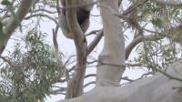 Secret Life of the Koala S01E01 Breeding Season WEB h264-CAFFEiNE[eztv]