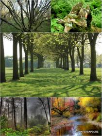 30 Beautiful Trees Land of Forest Wallpapers