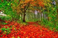 Beautiful And Amazing Autumn Wallpapers Pack-5