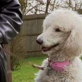 Paul O Grady For the Love of Dogs What Happened Next S01E03 HDTV x264-LiNKLE[TGx]