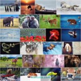 50 Amazing FHD-4K-8K Animals Wallpapers Set 5