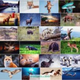 50 Amazing FHD-4K-8K Animals Wallpapers Set 6