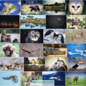 50 Amazing FHD-4K-8K Animals Wallpapers Set 4