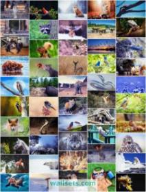 50 Amazing FHD-4K-8K Animals Wallpapers 7