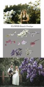 CreativeMarket - Flower Branch Overlays, PNG 5264581
