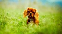 Udemy - Dog Care, Dog Behavior, Dog Training For New Owners