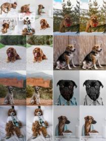 CreativeMarket - Lightroom Preset-Cute Dog Theme 4972692